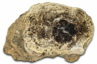 Polished Fossil Stromatolite Colony on Petrified Wood - Utah #365902