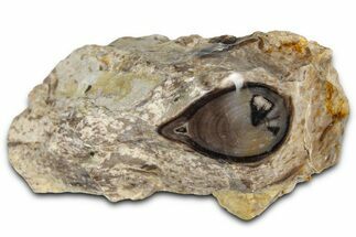 Polished Fossil Stromatolite Colony on Petrified Wood - Utah #365905