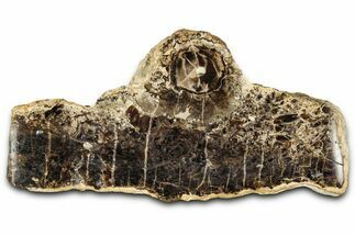 Polished Fossil Stromatolite Colony on Petrified Wood - Utah #365918