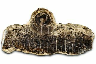 Polished Fossil Stromatolite Colony on Petrified Wood - Utah #365921
