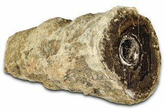Polished Fossil Stromatolite Colony on Petrified Wood - Utah #365928