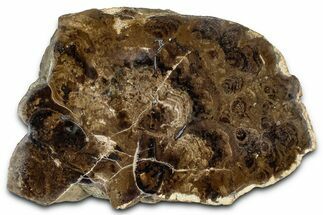 Polished Fossil Stromatolite Colony - Utah #365942
