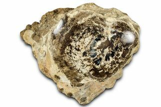 Polished Fossil Stromatolite Colony on Petrified Wood - Utah #365951