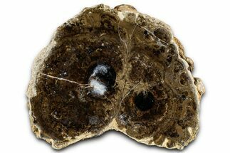 Polished Fossil Stromatolite Colony on Petrified Wood - Utah #365969
