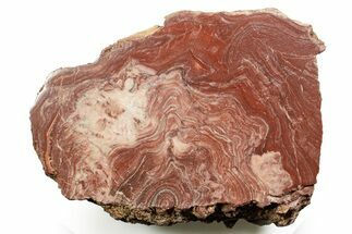 Polished Neoproterozoic Stromatolite (Conophyton) - Morocco #365856