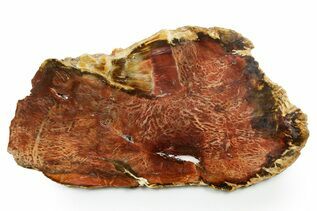 Petrified Wood For Sale