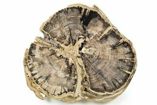 Polished Petrified Wood Round - Swartz Canyon, Oregon #366000