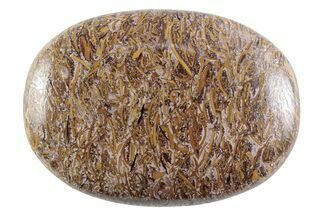 Polished Miriam Stone Palm Stone - India #365878