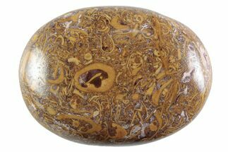 Polished Miriam Stone Palm Stone - India #365879