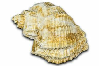 Miocene Fossil Nutmeg Snail (Trigonostoma) Shell - France #365471