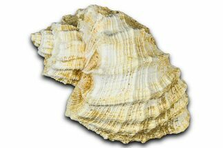 Miocene Fossil Nutmeg Snail (Trigonostoma) Shell - France #365479