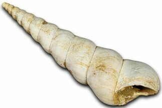 Miocene Fossil Sea Snail (Turritella) Shell - France #365486