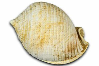 Miocene Fossil Sea Snail (Semicassis) Shell - France #365491