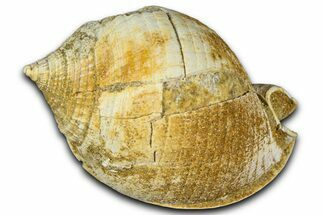 Miocene Fossil Sea Snail (Semicassis) Shell - France #365494