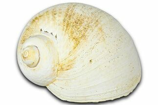 Miocene Fossil Sea Snail (Natica) Shell - France #365553