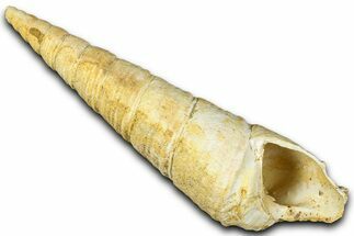 Miocene Fossil Sea Snail (Protoma) Shell - France #365556