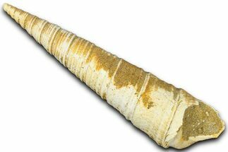 Miocene Fossil Sea Snail (Protoma) Shell - France #365557