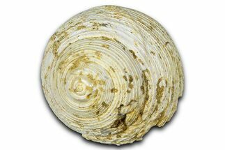 Miocene Fossil Sea Snail (Oxystella) Shell - France #365572