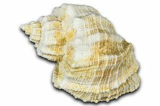 Miocene Fossil Nutmeg Snail (Trigonostoma) Shell - France #365582