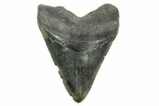 Fossil Megalodon Tooth - South Carolina #365775