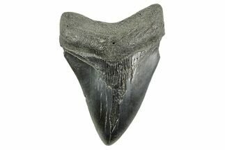 Fossil Megalodon Tooth - South Carolina #365792