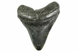 Fossil Megalodon Tooth - South Carolina #365794