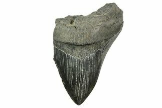 Bargain, Fossil Megalodon Tooth - South Carolina #365805