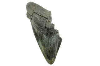 Partial Fossil Megalodon Tooth - South Carolina #365807