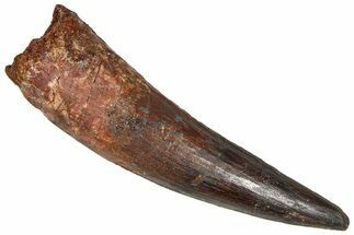 Fossil Spinosaurus Tooth - Real Dinosaur Tooth #365610
