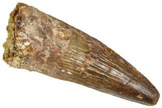 Fossil Spinosaurus Tooth - Real Dinosaur Tooth #365616
