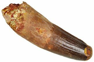 Fossil Spinosaurus Tooth - Feeding Worn Tip #365617