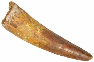 Fossil Spinosaurus Tooth - Composite Tip #365624
