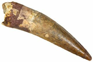 Fossil Spinosaurus Tooth - Real Dinosaur Tooth #365648