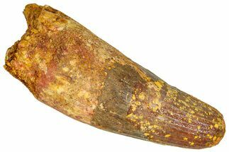 Real Fossil Spinosaurus Tooth - Feeding Worn Tip #365654