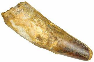 Real Fossil Spinosaurus Tooth - Feeding Worn Tip #365659