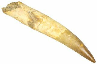 Real Fossil Spinosaurus Tooth - Near Complete Root! #365664