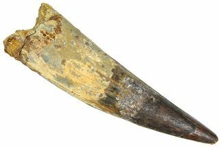 Bargain, Real Fossil Spinosaurus Tooth - Composite Tooth #365667