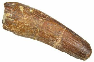 Fossil Spinosaurus Tooth - Feeding Worn Tooth #366470
