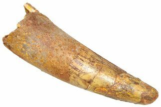 Fossil Spinosaurus Tooth - Real Dinosaur Tooth #366479