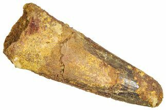 Fossil Spinosaurus Tooth - Real Dinosaur Tooth #366482