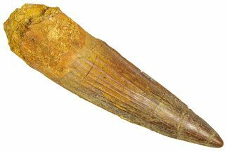 Fossil Spinosaurus Tooth - Real Dinosaur Tooth #366483