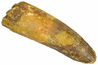 Fossil Spinosaurus Tooth - Feeding Worn Tooth #366495