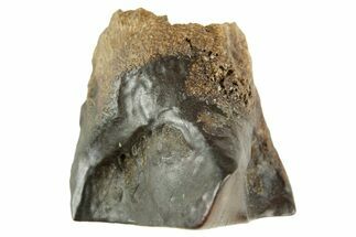 Fossil Triceratops Shed Tooth - Wyoming #364353