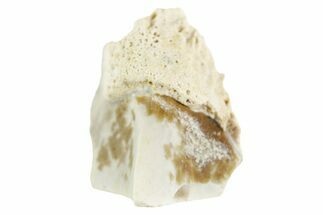 Fossil Triceratops Shed Tooth - Wyoming #364361