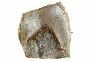 Fossil Triceratops Shed Tooth - Wyoming #364367