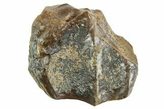 Fossil Triceratops Shed Tooth - Wyoming #364370