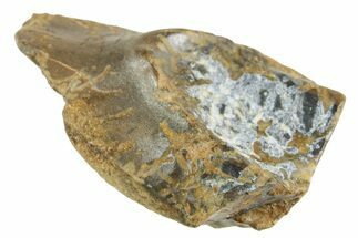 Fossil Triceratops Shed Tooth - Wyoming #364375