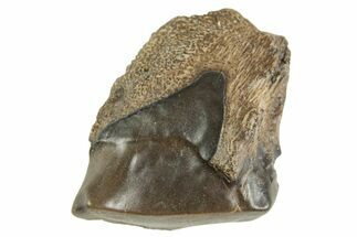 Fossil Triceratops Shed Tooth - Montana #364394