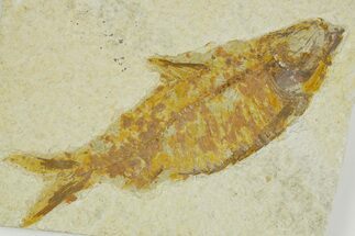 Detailed Fossil Fish (Knightia) - Wyoming #363891