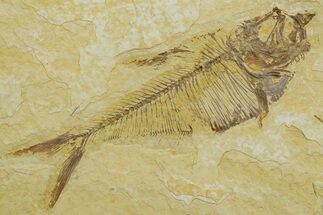 Detailed Fossil Fish (Diplomystus) - Wyoming #363900